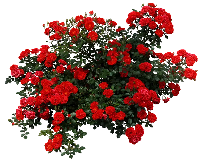 植物素材（图ZMzg0NTMwMDA0） - 其他 - 站酷设计师熊猫爱吃小竹子原创素材 - 站酷ZCOOL