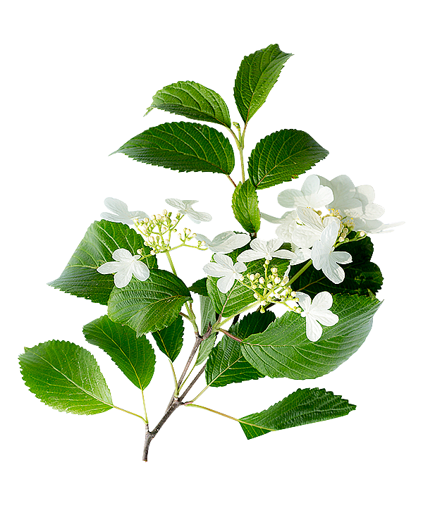 植物素材（图ZMzg0NTI5OTQ0） - 其他 - 站酷设计师熊猫爱吃小竹子原创素材 - 站酷ZCOOL