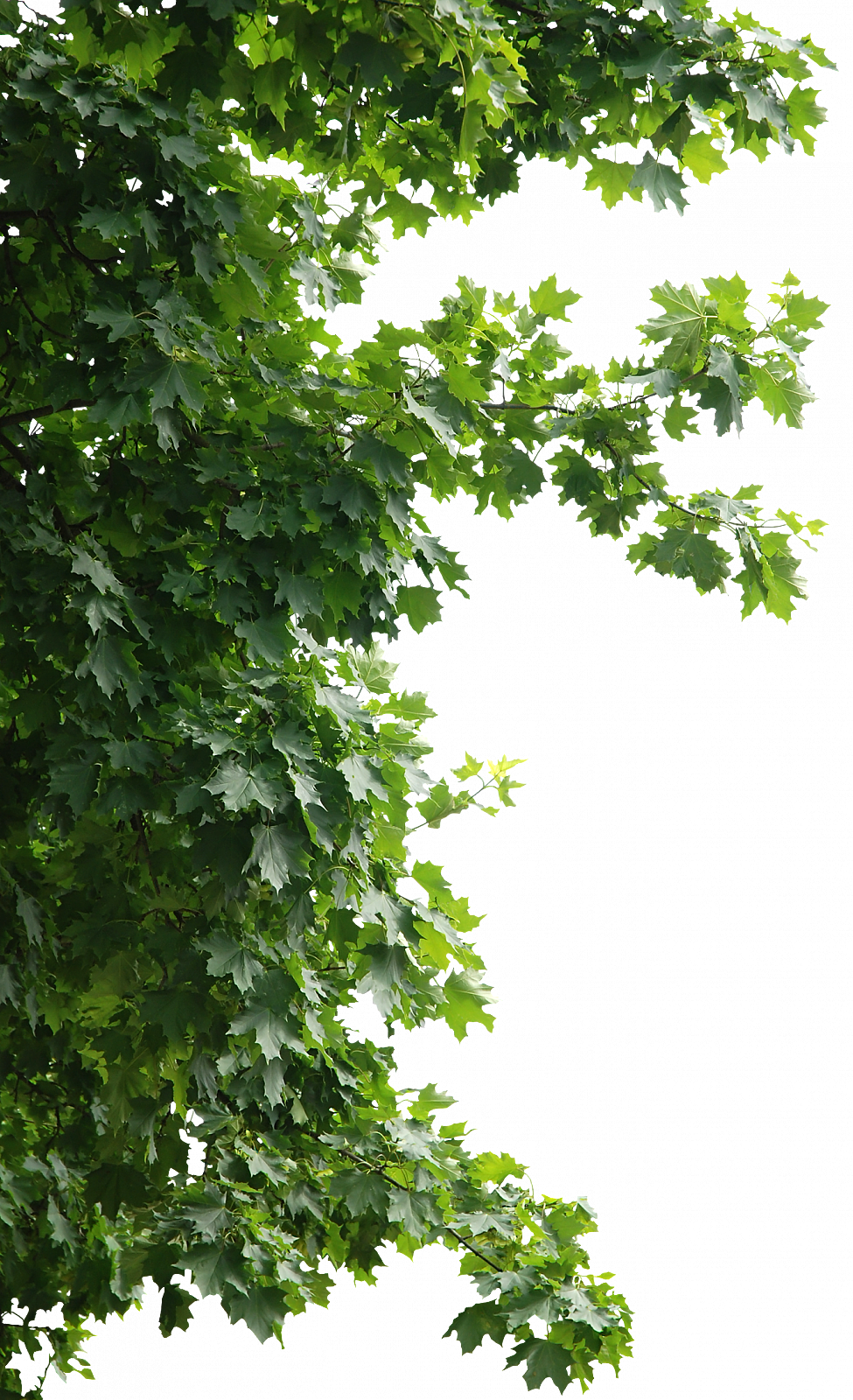 植物素材（图ZMzg0NTI5OTk2） - 其他 - 站酷设计师熊猫爱吃小竹子原创素材 - 站酷ZCOOL