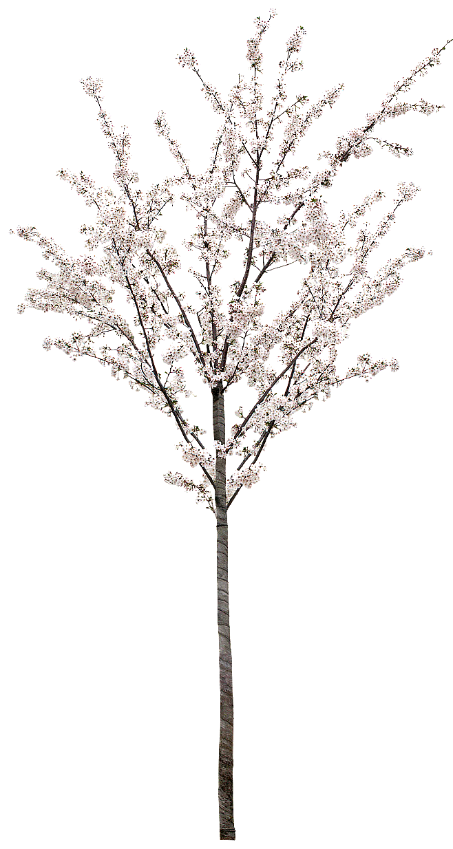 植物素材（图ZMzg0NTMwMDY0） - 其他 - 站酷设计师熊猫爱吃小竹子原创素材 - 站酷ZCOOL