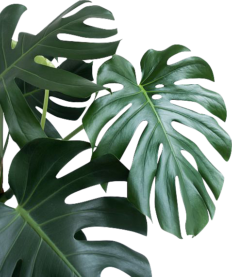 植物素材（图ZMzg0NTMwMjEy） - 其他 - 站酷设计师熊猫爱吃小竹子原创素材 - 站酷ZCOOL