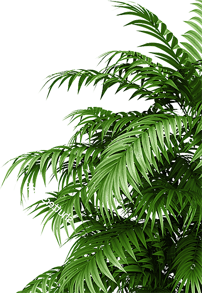 植物素材（图ZMzg0NTMwMjA0） - 其他 - 站酷设计师熊猫爱吃小竹子原创素材 - 站酷ZCOOL