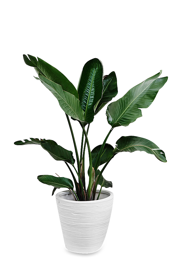 植物素材（图ZMzg0NTMwMjQ0） - 其他 - 站酷设计师熊猫爱吃小竹子原创素材 - 站酷ZCOOL