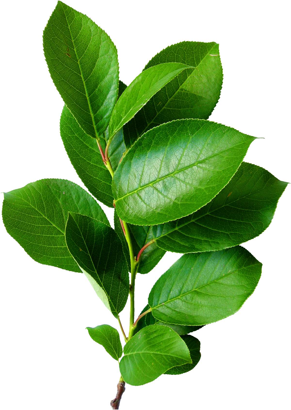 植物素材（图ZMzg0NTMwMjY0） - 其他 - 站酷设计师熊猫爱吃小竹子原创素材 - 站酷ZCOOL