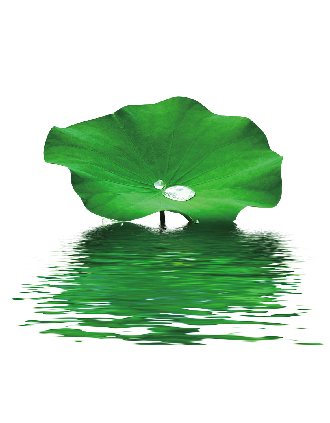 植物素材（图ZMzg0NTMwMzA0） - 其他 - 站酷设计师熊猫爱吃小竹子原创素材 - 站酷ZCOOL