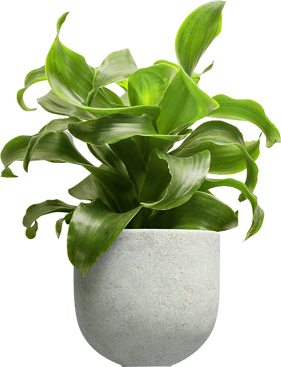 植物素材（图ZMzg0NTMwMjk2） - 其他 - 站酷设计师熊猫爱吃小竹子原创素材 - 站酷ZCOOL