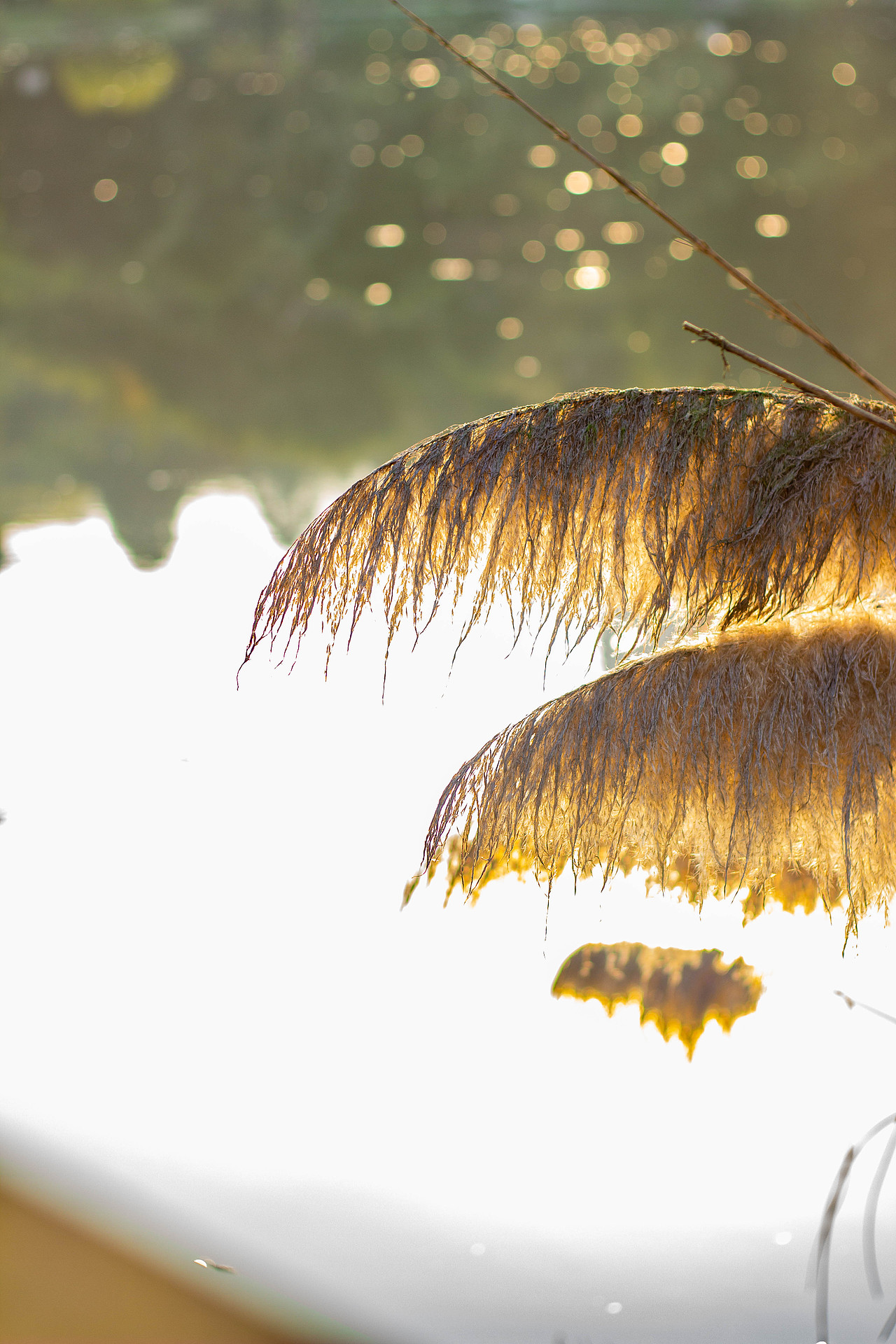 冬日暖阳-朦胧感