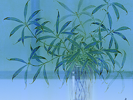 《透明的花草》系列——美好而恬静的一天