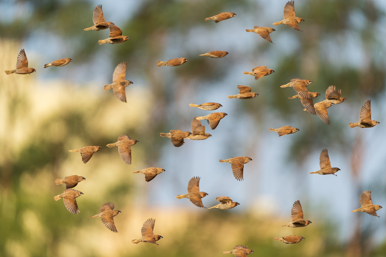 2024年度观鸟总结