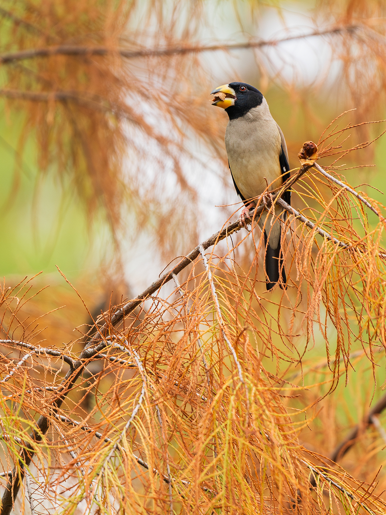 2024年度观鸟总结