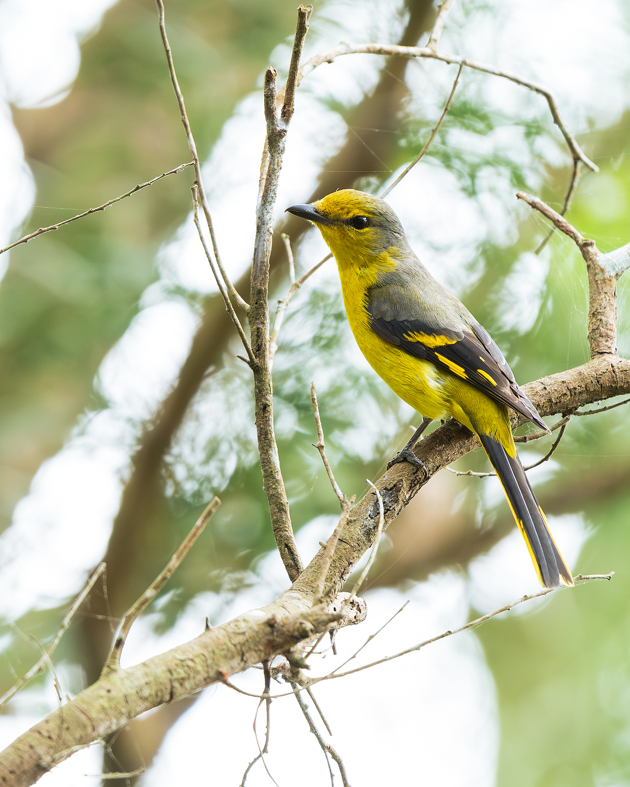 赤红山椒鸟(母)