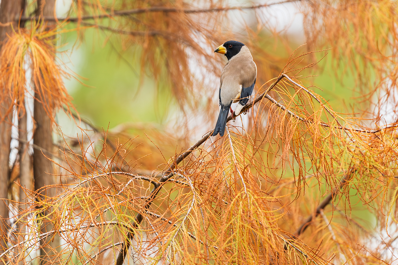 2024年度观鸟总结