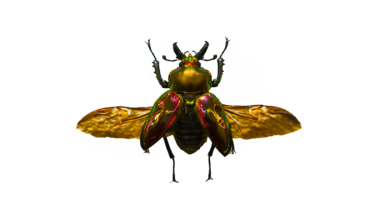 昆虫标本-记录（图ZMzg0NjkwNzE2） - 其他摄影 - 站酷设计师饭饭饭樊原创素材 - 站酷ZCOOL