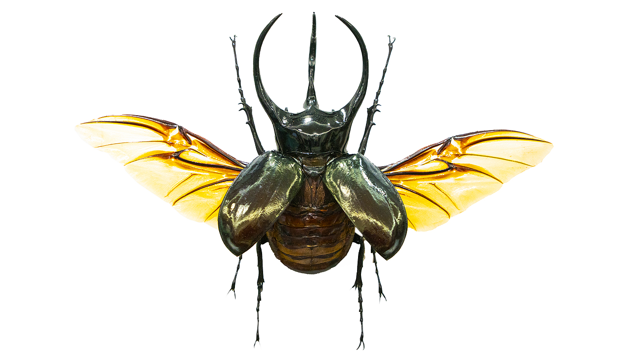 昆虫标本-记录（图ZMzg0NjkwNzIw） - 其他摄影 - 站酷设计师饭饭饭樊原创素材 - 站酷ZCOOL