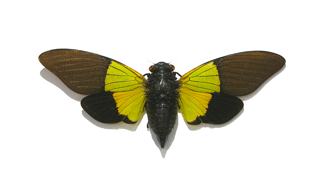 昆虫标本-记录（图ZMzg0NjkxMjAw） - 其他摄影 - 站酷设计师饭饭饭樊原创素材 - 站酷ZCOOL