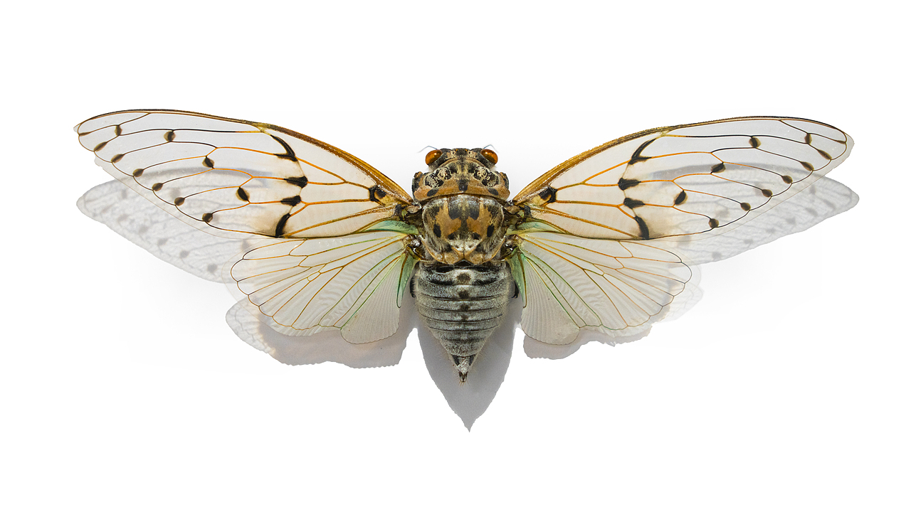 昆虫标本-记录（图ZMzg0NjkxMTk2） - 其他摄影 - 站酷设计师饭饭饭樊原创素材 - 站酷ZCOOL