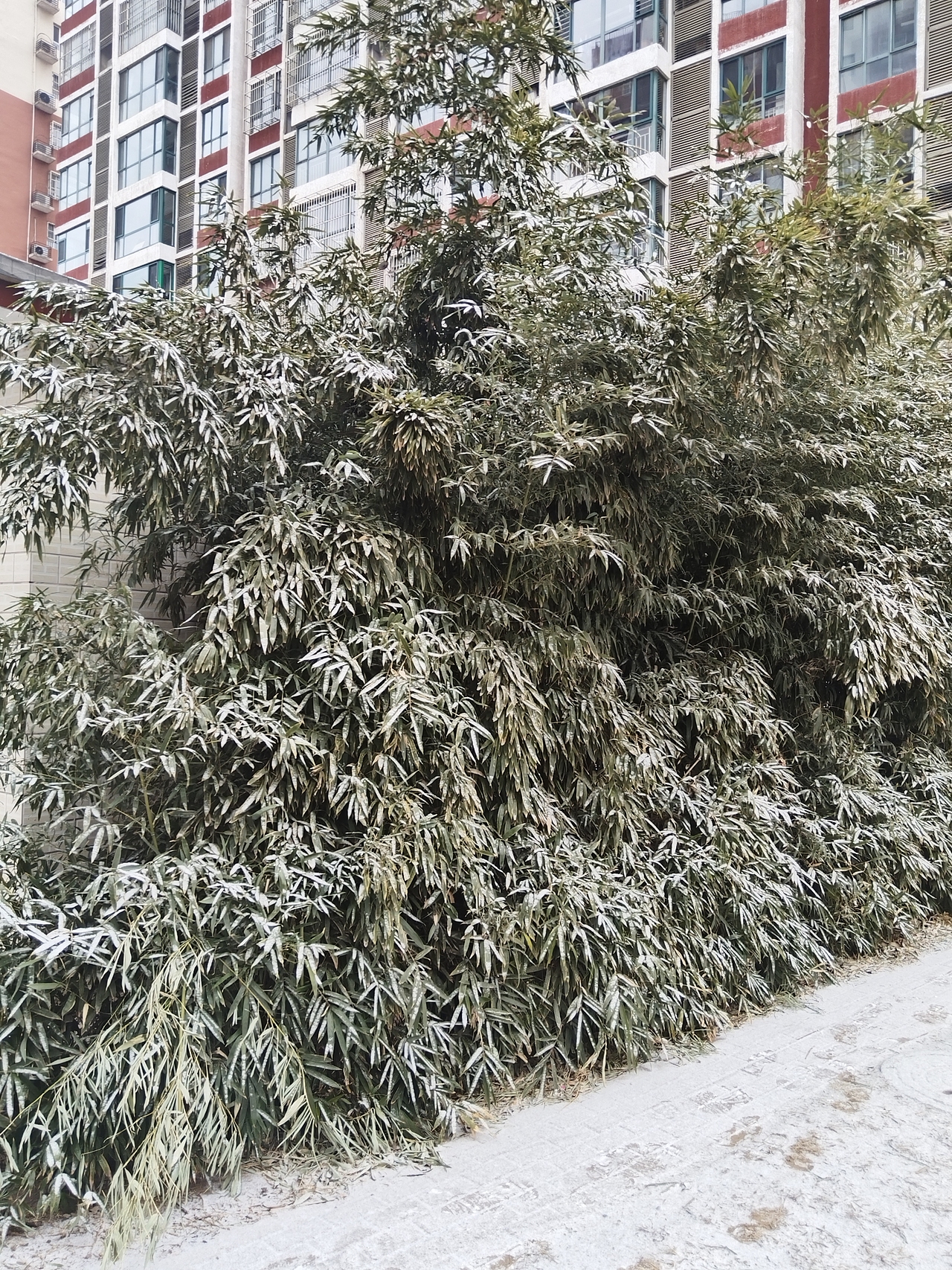 雪景（图ZMzg0NzQyNDEy） - 书籍/画册 - 站酷设计师普拉斯基原创素材 - 站酷ZCOOL