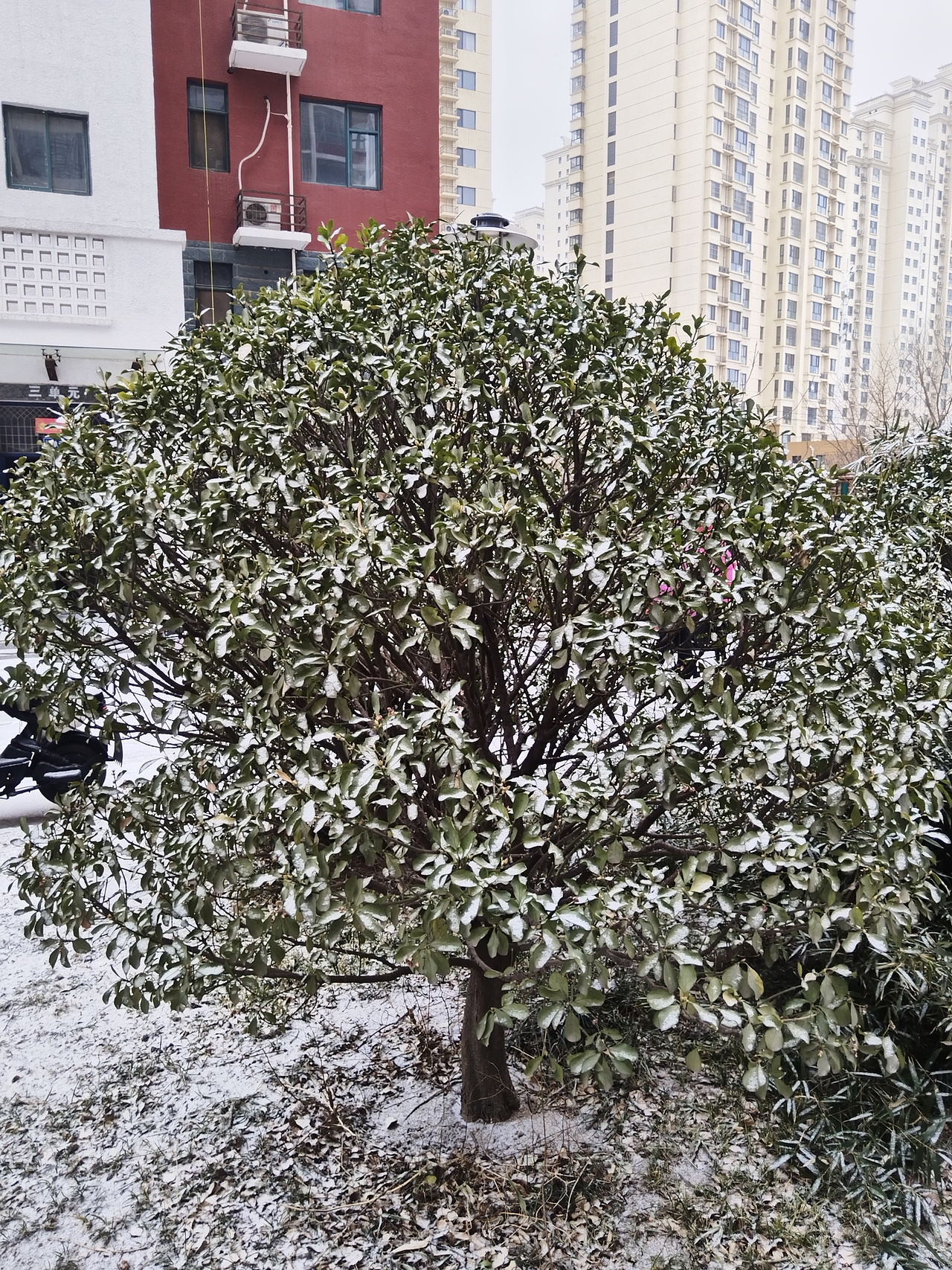 雪景（图ZMzg0NzQyNDE2） - 书籍/画册 - 站酷设计师普拉斯基原创素材 - 站酷ZCOOL