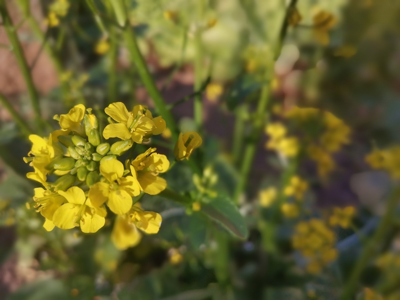 奎霞传统古村落风景摄影