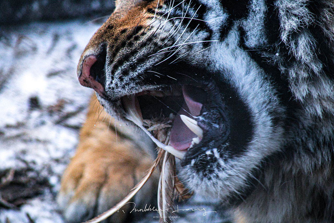 哈尔滨东北虎林园