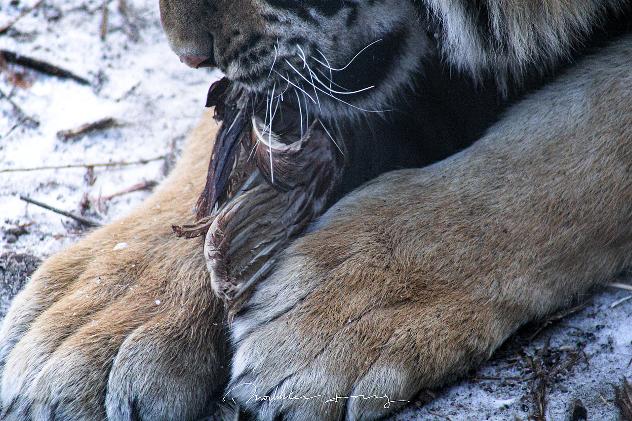 哈尔滨东北虎林园