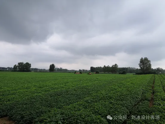 地里种了好多花生呀，这要是在广州能卖不好RMB吧