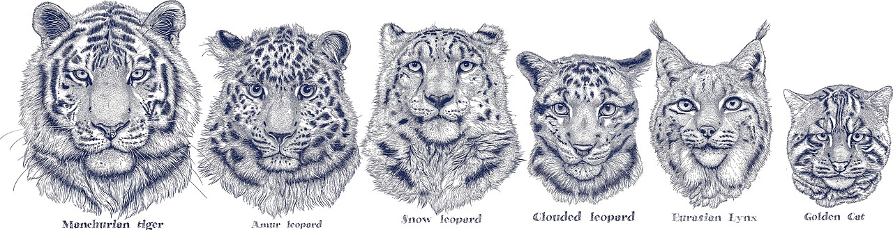 2024年度《动物插画》单色物种插画