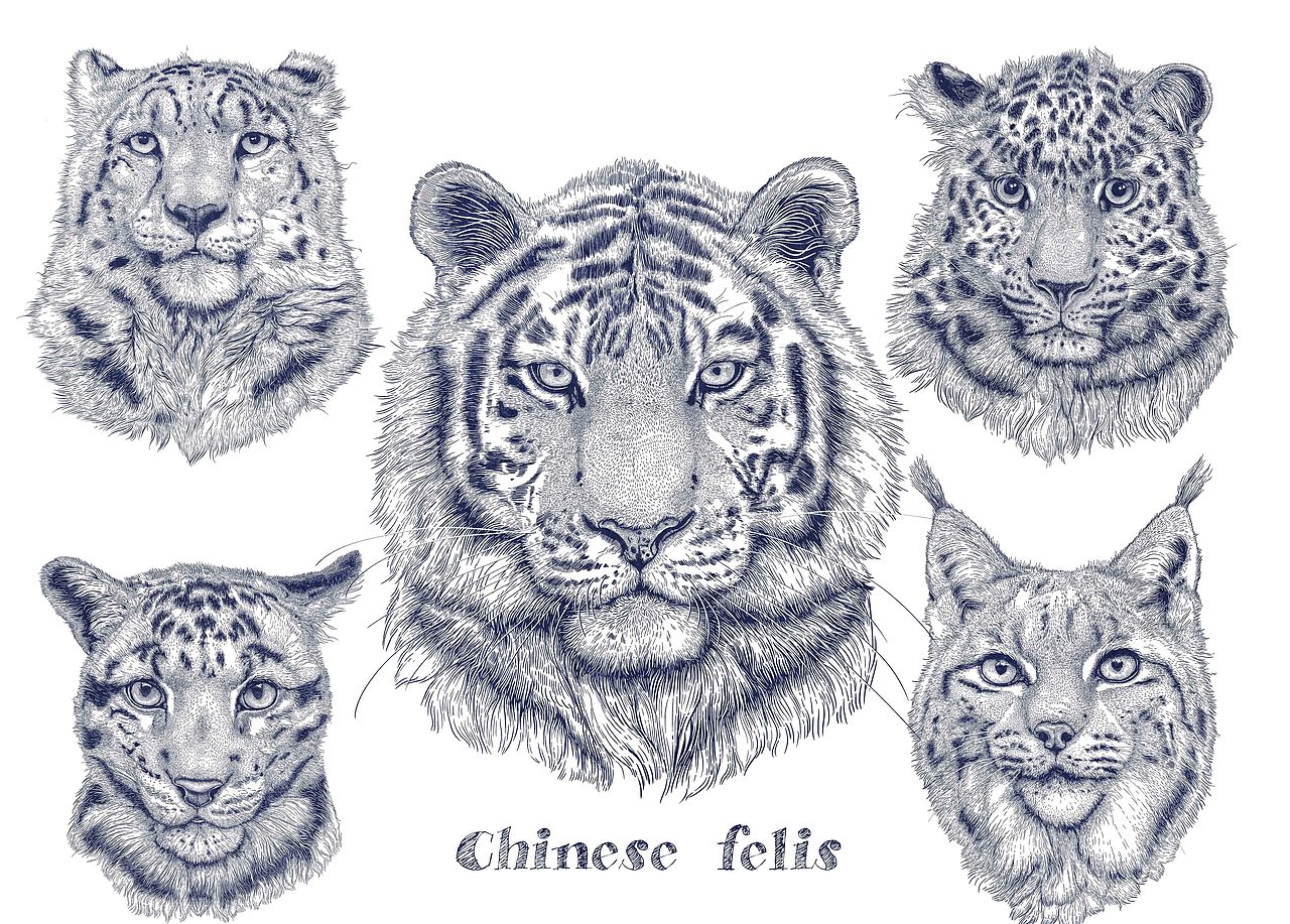 2024年度《动物插画》单色物种插画