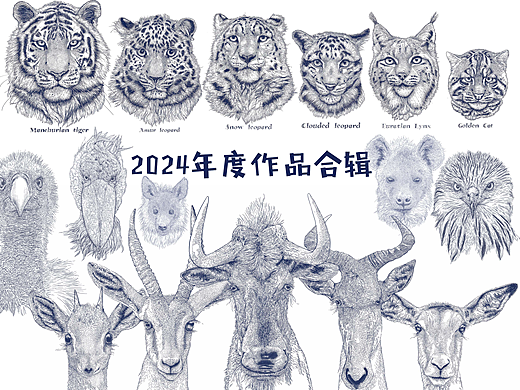 2024年度《动物插画》单色物种插画 