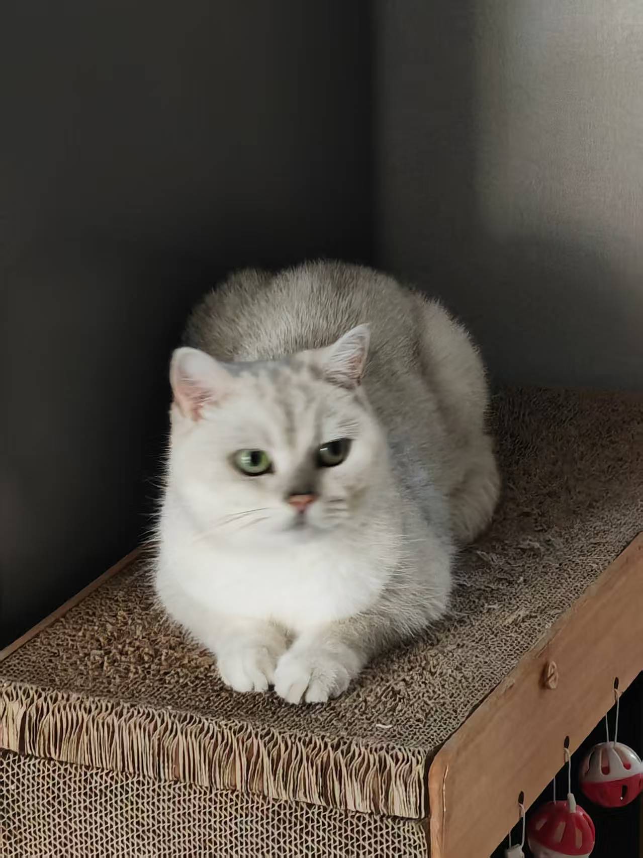 毛孩子（图ZMzg0OTE3MjYw） - 其他摄影 - 站酷设计师大王打小王_ning原创素材 - 站酷ZCOOL