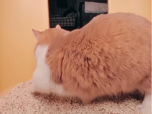 宠物趣味科普