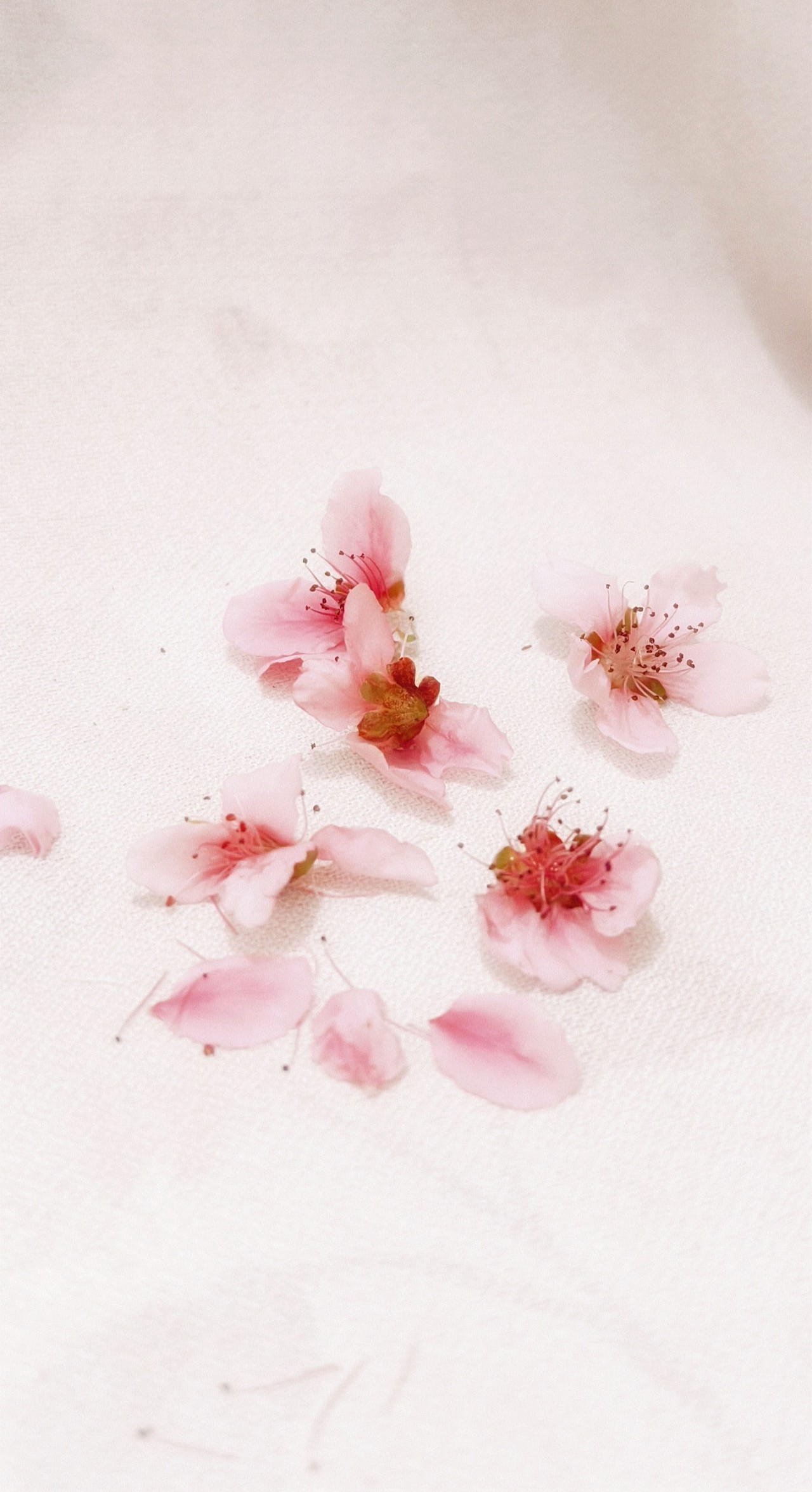 桃花又岁，应是良辰美景（图ZMzg1MDAyMzY4） - 风光摄影 - 站酷设计师法尔艾维尔原创素材 - 站酷ZCOOL