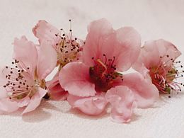 桃花又歲，應(yīng)是良辰美景