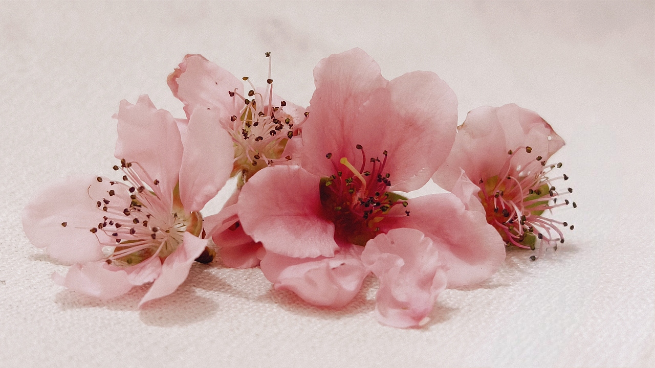 桃花又岁，应是良辰美景（图ZMzg1MDAyMzYw） - 风光摄影 - 站酷设计师法尔艾维尔原创素材 - 站酷ZCOOL