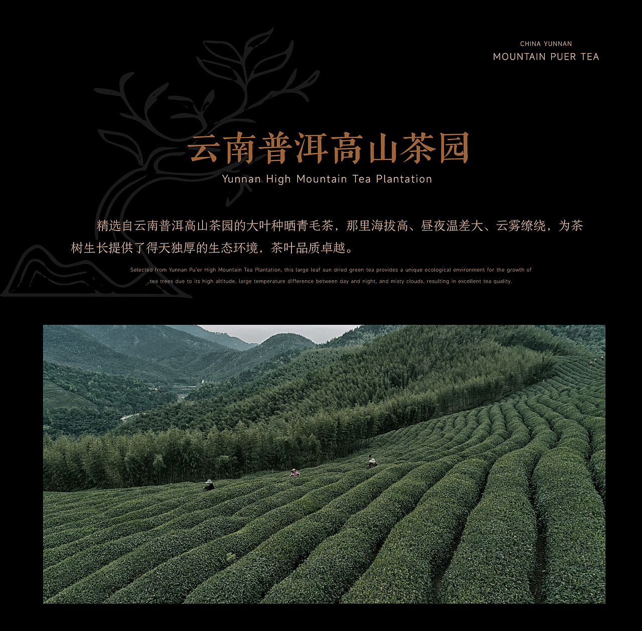 高山普洱茶包装设计（图ZMzg1MDIwMjQw） - 包装 - 站酷设计师北京品牌工场原创素材 - 站酷ZCOOL