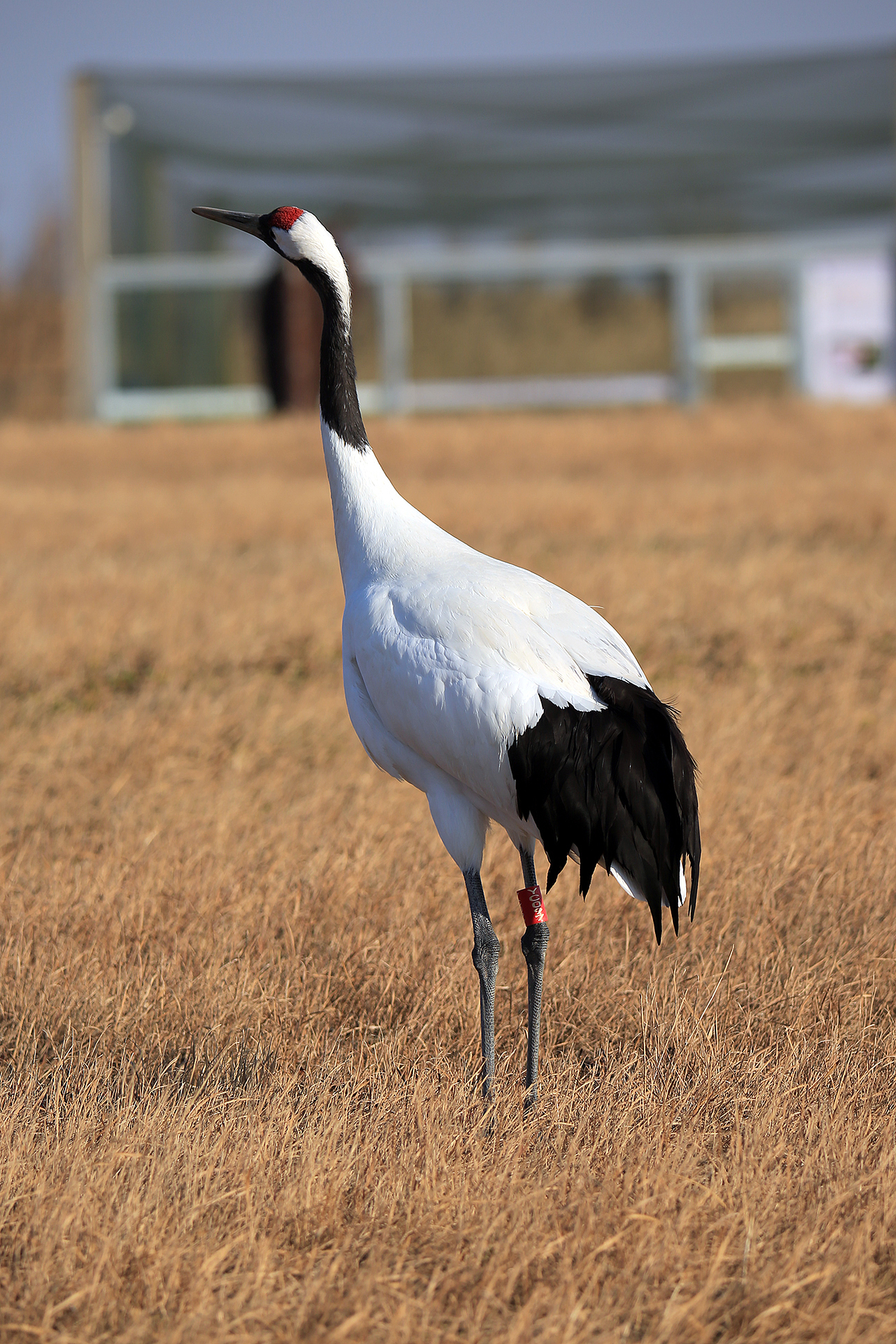 盐城丹顶鹤（图ZMzg1MDc3MzQw） - 其他摄影 - 站酷设计师京城老饕原创素材 - 站酷ZCOOL