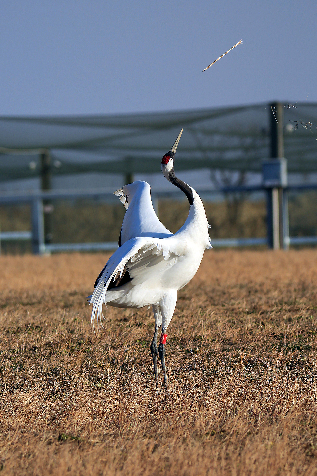盐城丹顶鹤（图ZMzg1MDc3MzUy） - 其他摄影 - 站酷设计师京城老饕原创素材 - 站酷ZCOOL
