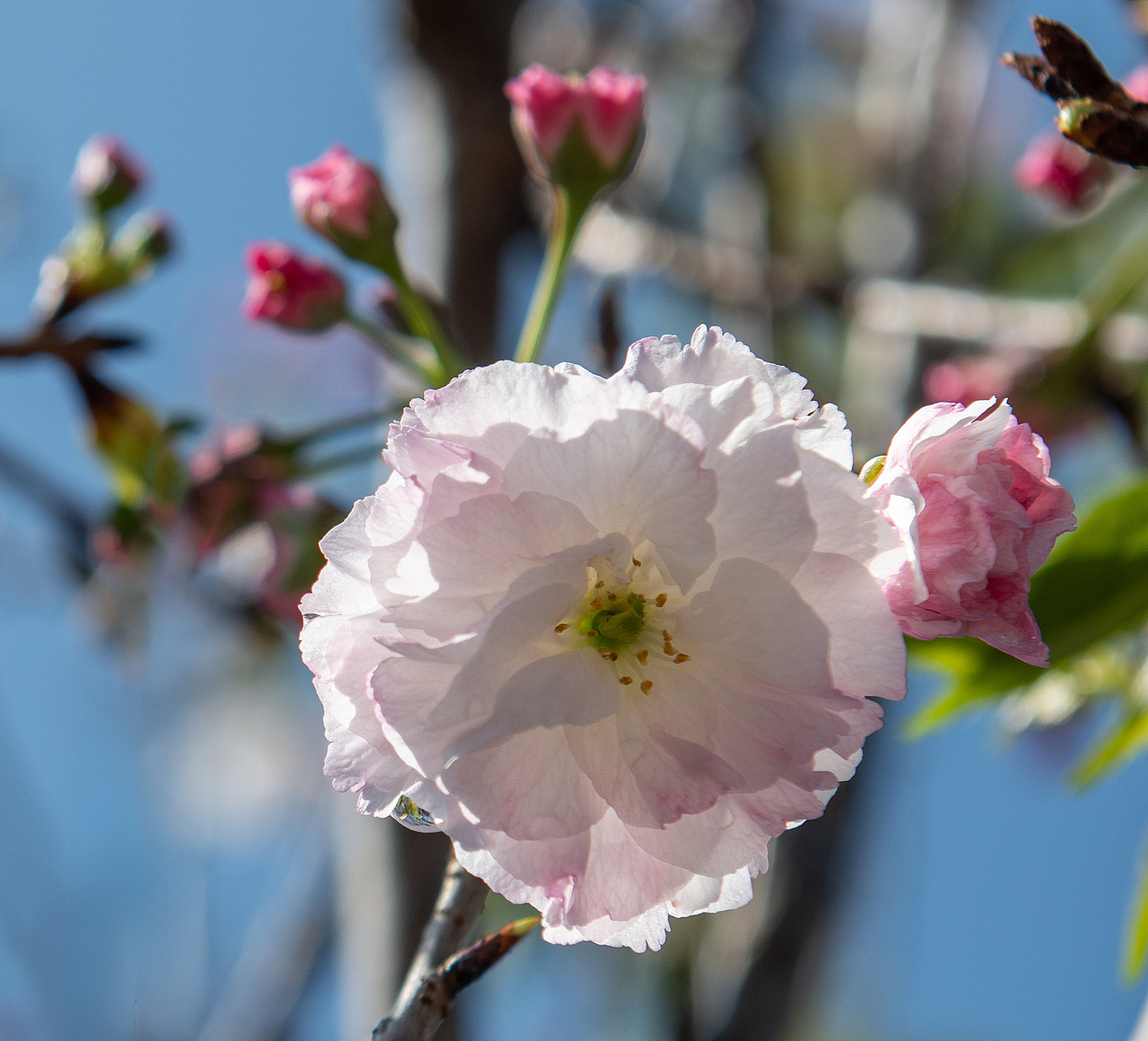 樱花 梅花（图ZMzg1MDk1NzQw） - 风光摄影 - 站酷设计师yangqiugui578原创素材 - 站酷ZCOOL