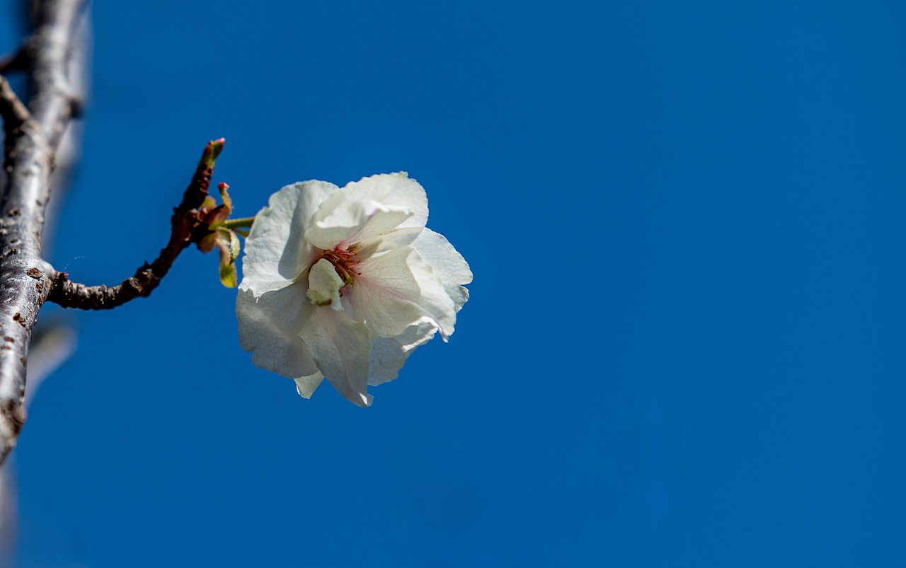 樱花 梅花（图ZMzg1MDk1NzQ0） - 风光摄影 - 站酷设计师yangqiugui578原创素材 - 站酷ZCOOL