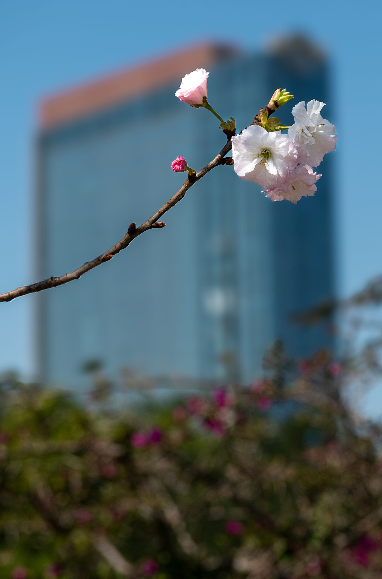 樱花 梅花（图ZMzg1MDk1Nzk2） - 风光摄影 - 站酷设计师yangqiugui578原创素材 - 站酷ZCOOL