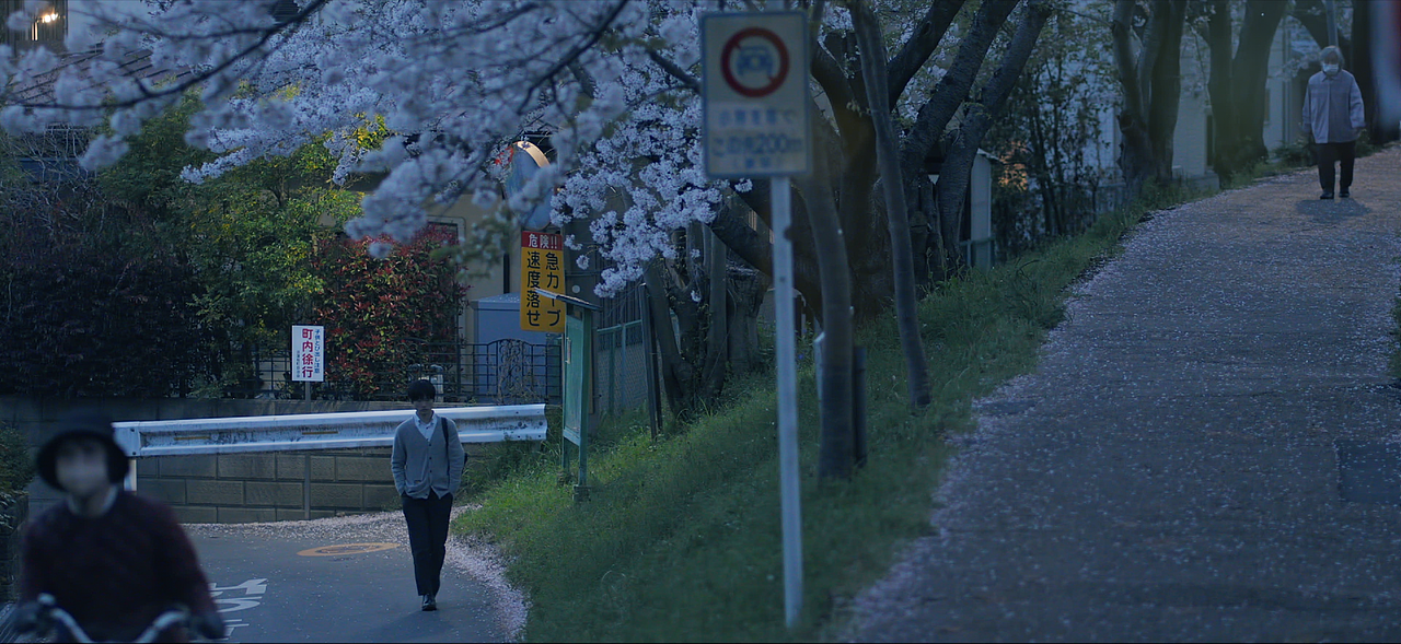 开满樱花的分叉口 静帧