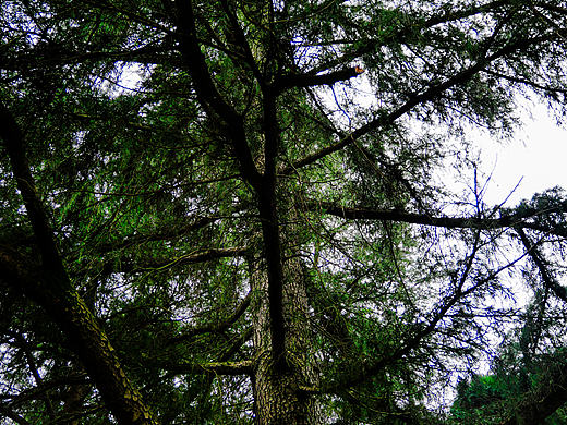 都江堰，古树（练习调色）