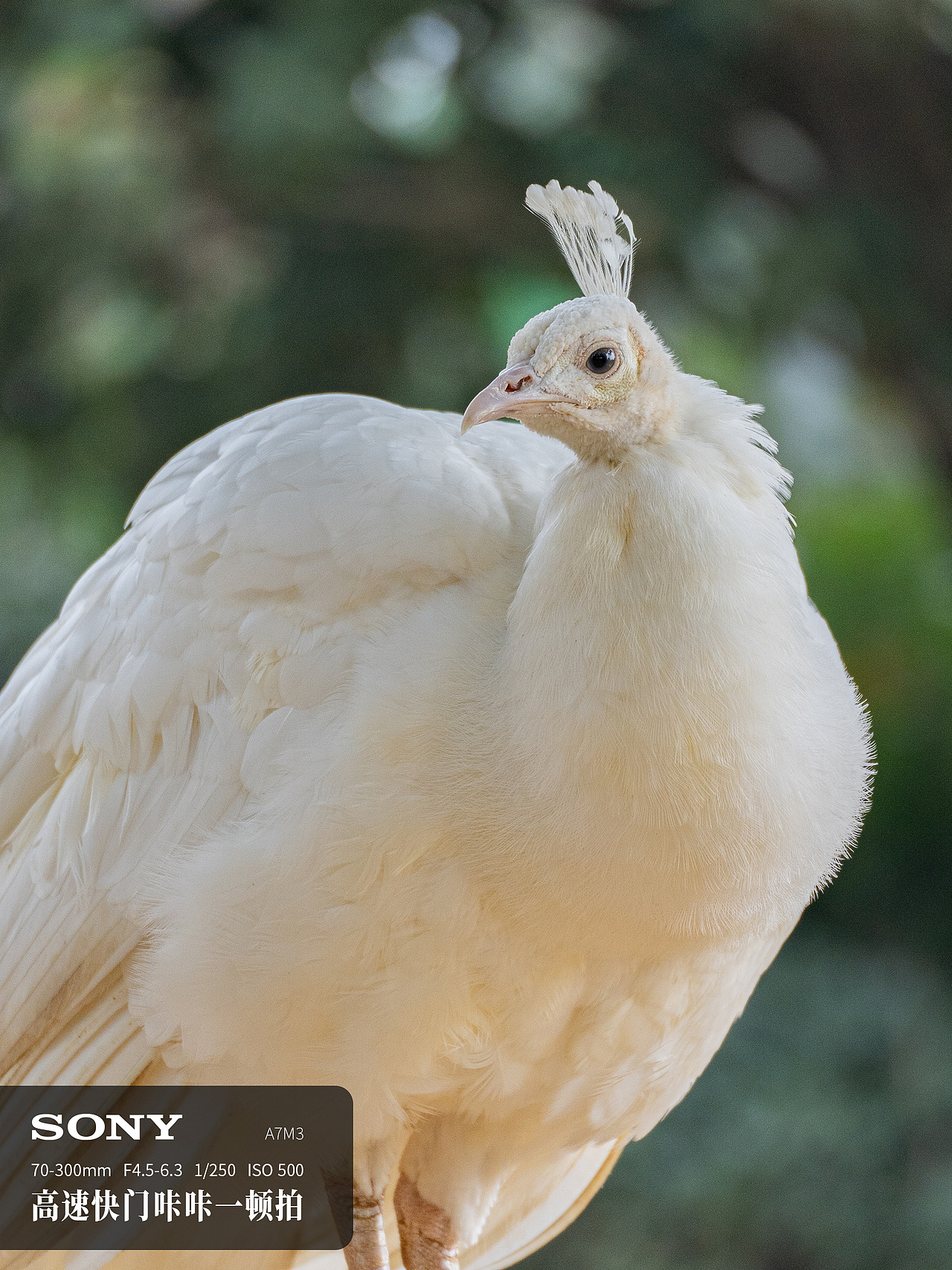 设备不行，距离来凑！！！（图ZMzg1MzgwMzcy） - 风光摄影 - 站酷设计师BoomAngela原创素材 - 站酷ZCOOL