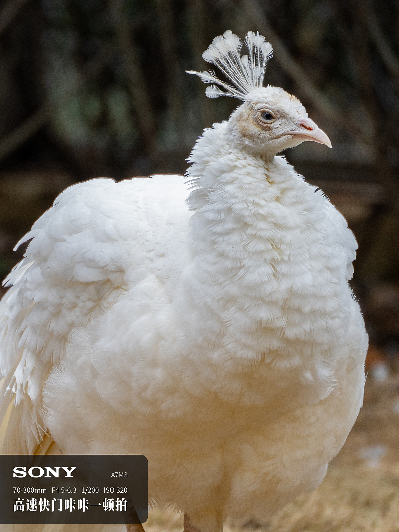设备不行，距离来凑！！！（图ZMzg1MzgwMzgw） - 风光摄影 - 站酷设计师BoomAngela原创素材 - 站酷ZCOOL