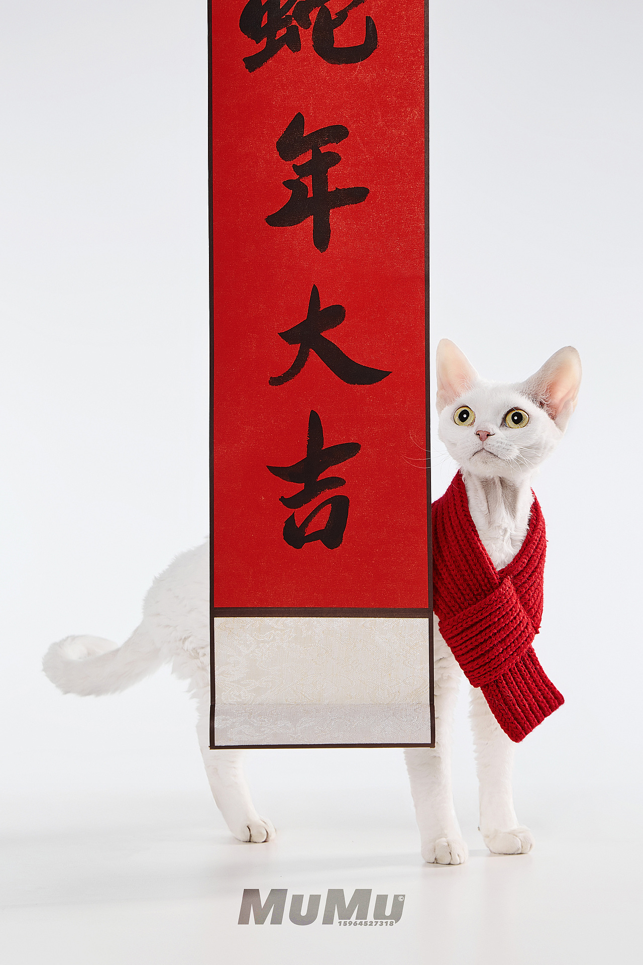 新春宠物海报|For 麦富迪