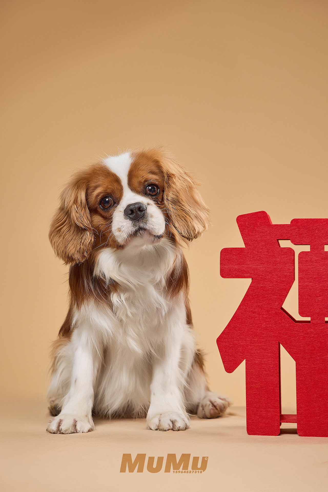 新春宠物海报|For 麦富迪