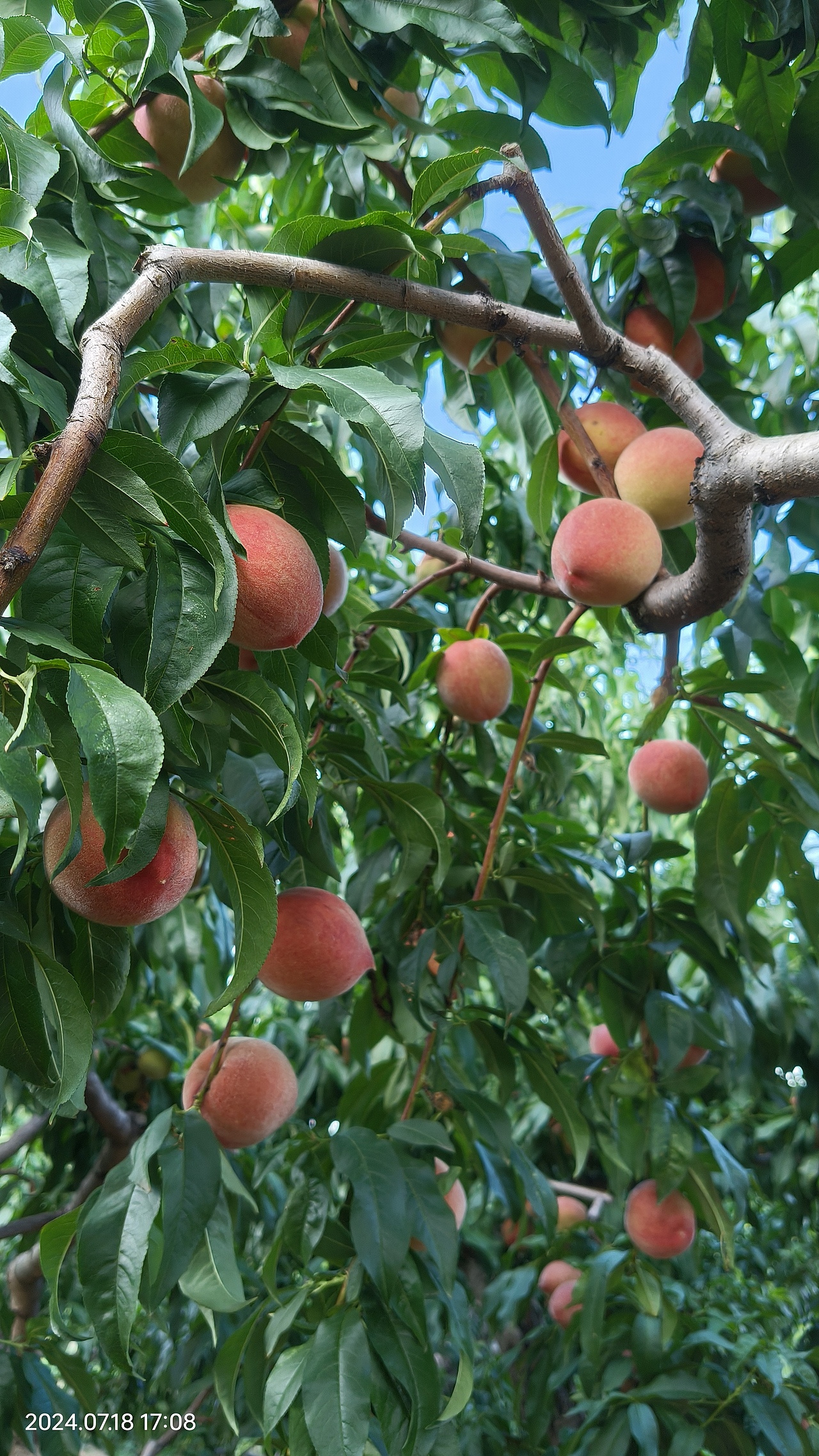 家乡瓜果（图ZMzg1NDY0MjI0） - 风光摄影 - 站酷设计师小倔强哈原创素材 - 站酷ZCOOL