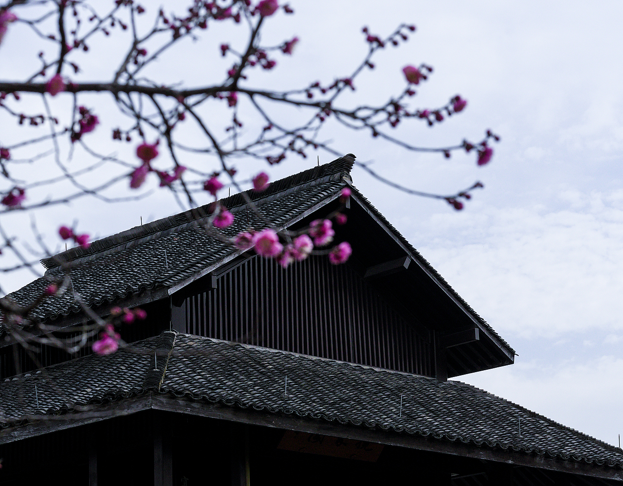 杭州植物园赏梅