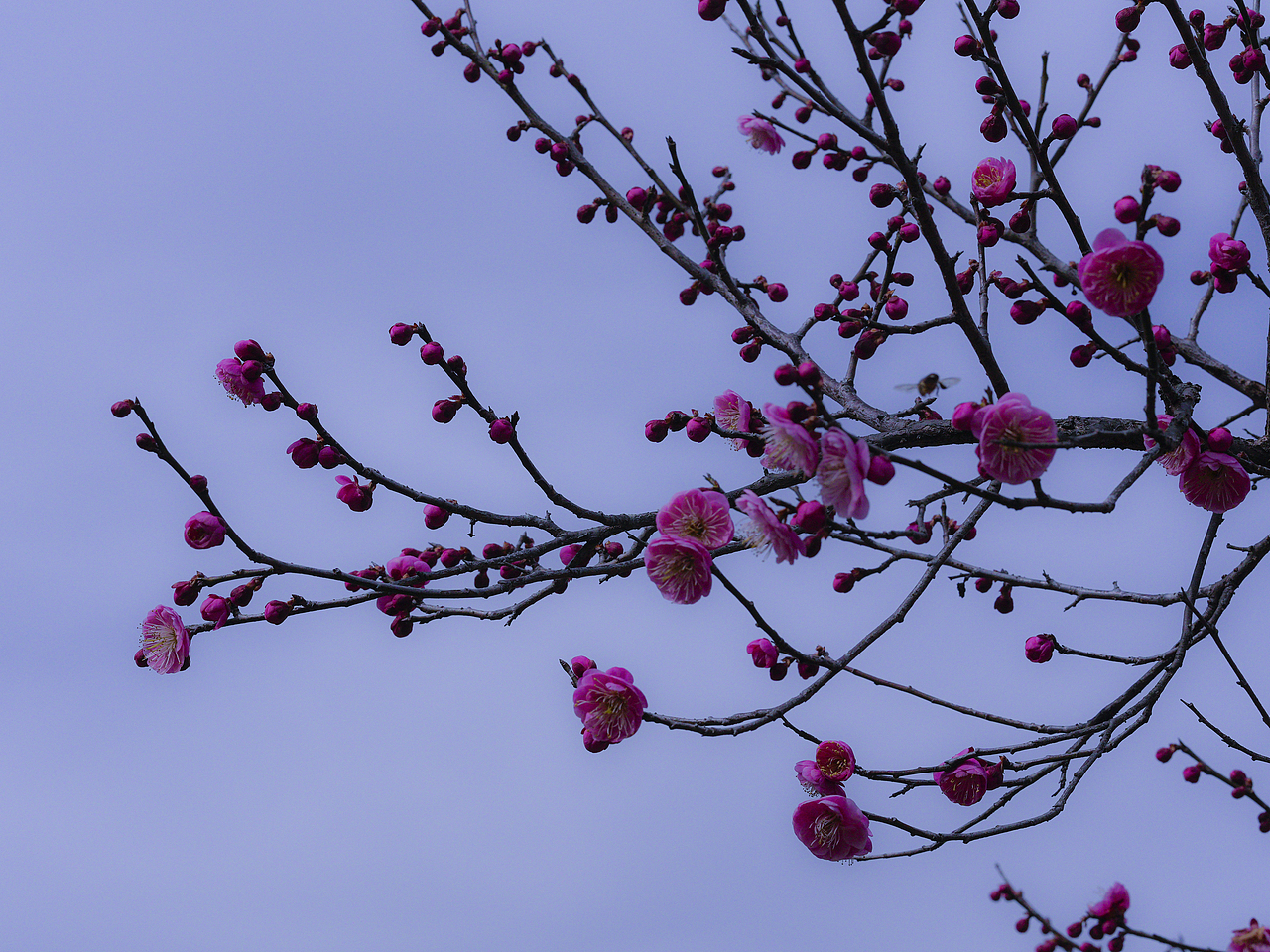杭州植物园赏梅