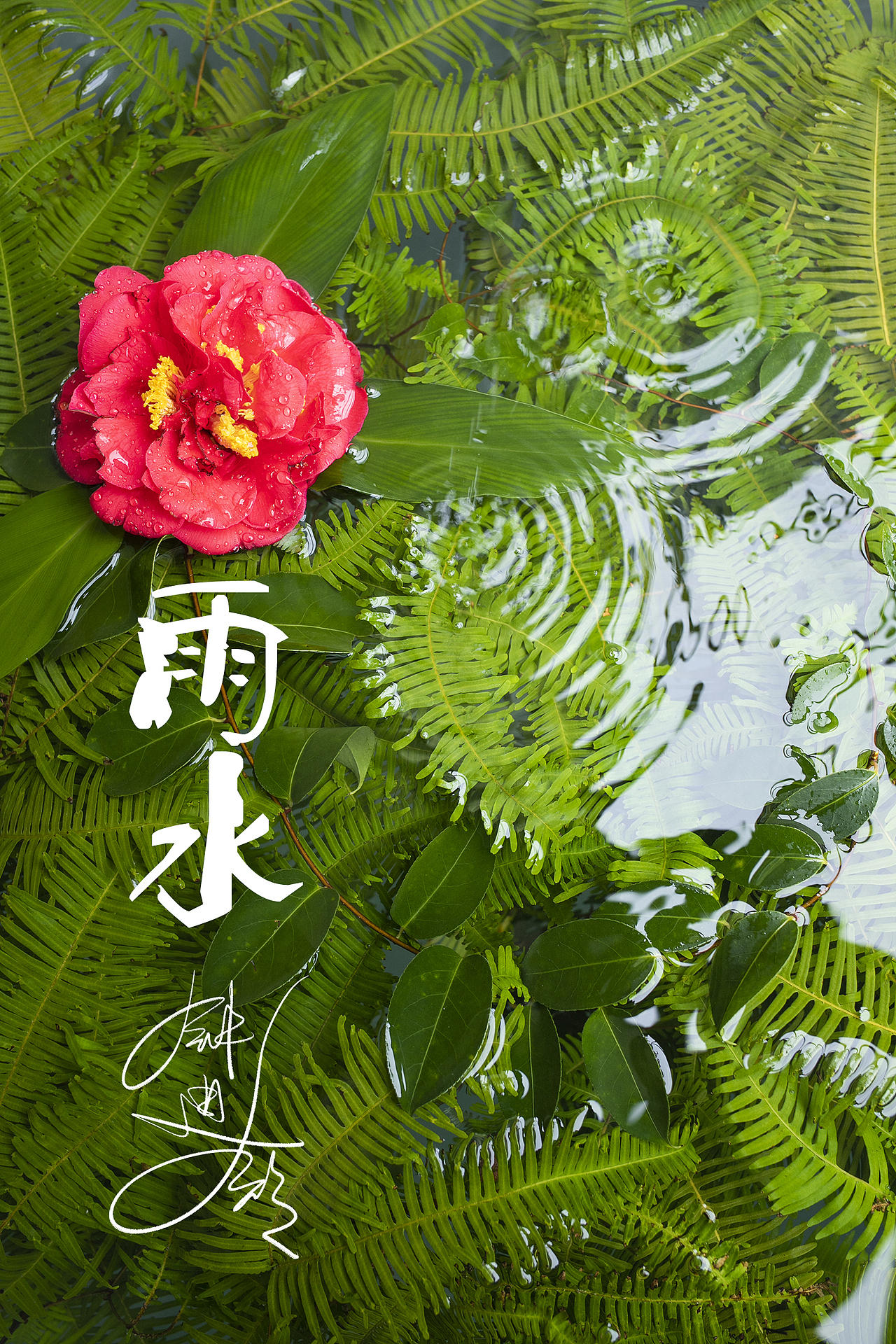 节气雨水,交融于茶